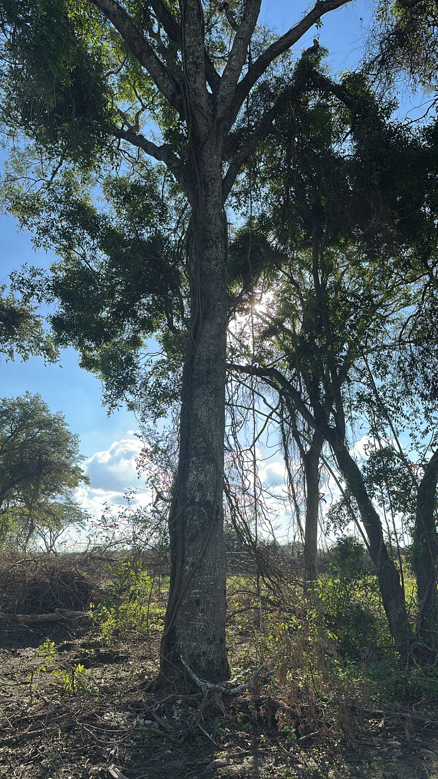 Preservacion de Arboles Nativos